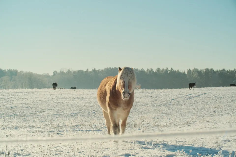 Ein braunes Pferd mit heller Mähne steht im Schnee vor einer Waldkulisse.