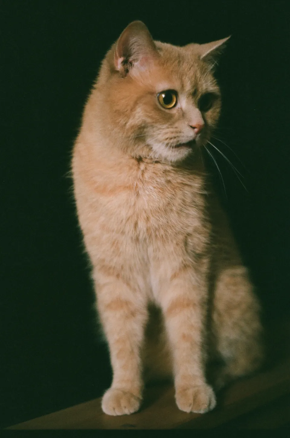 Eine orangefarbene Katze mit gelben Augen sitzt auf einer dunklen Oberfläche vor einem schwarzen Hintergrund.