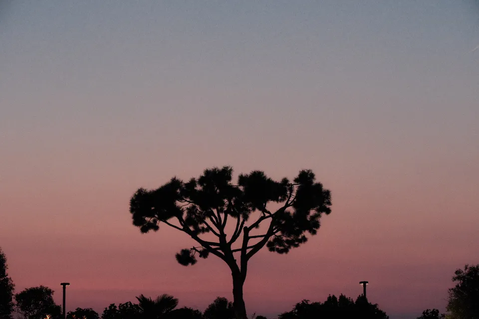 Die dunkle Silhouette eines Baumes vor einem rosa und blauen Abendhimmel.