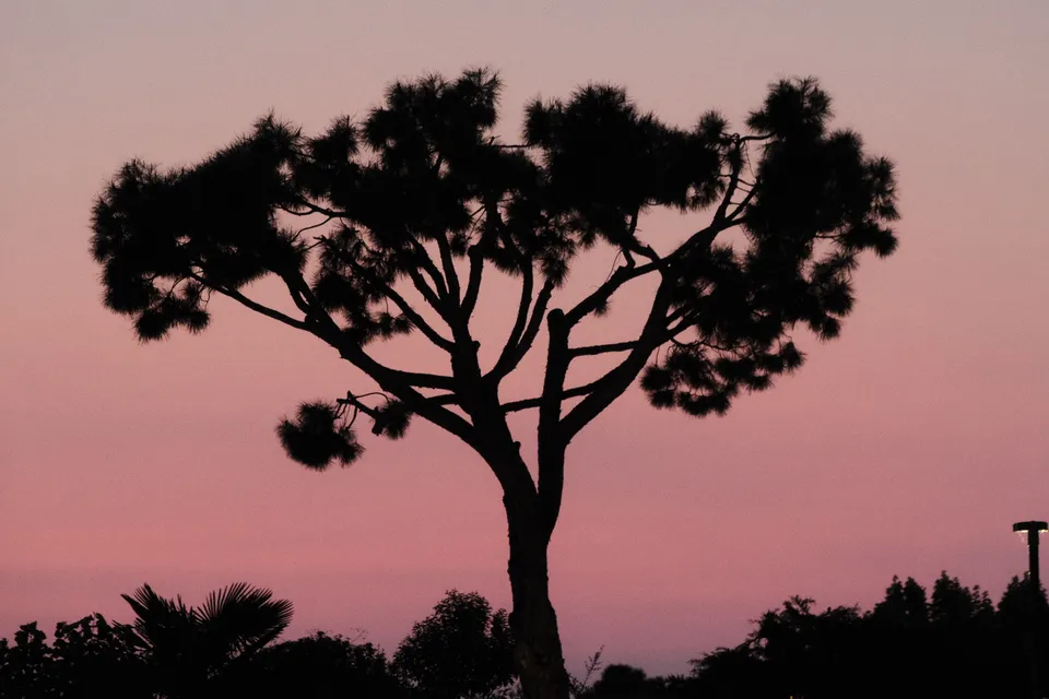 Die dunkle Silhouette einer großen Kiefer vor einem rosafarbenen Abendhimmel.