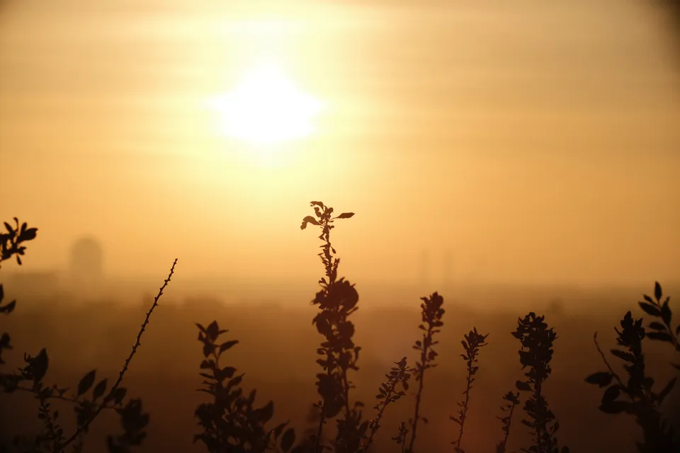 Silhouetten von Pflanzen im Vordergrund vor einer sonnendurchfluteten Stadtlandschaft.