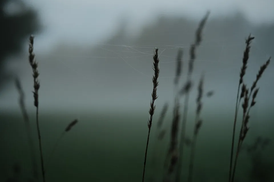 Nahaufnahme von Grashalmen im dichten Nebel mit feinen Spinnweben dazwischen.
