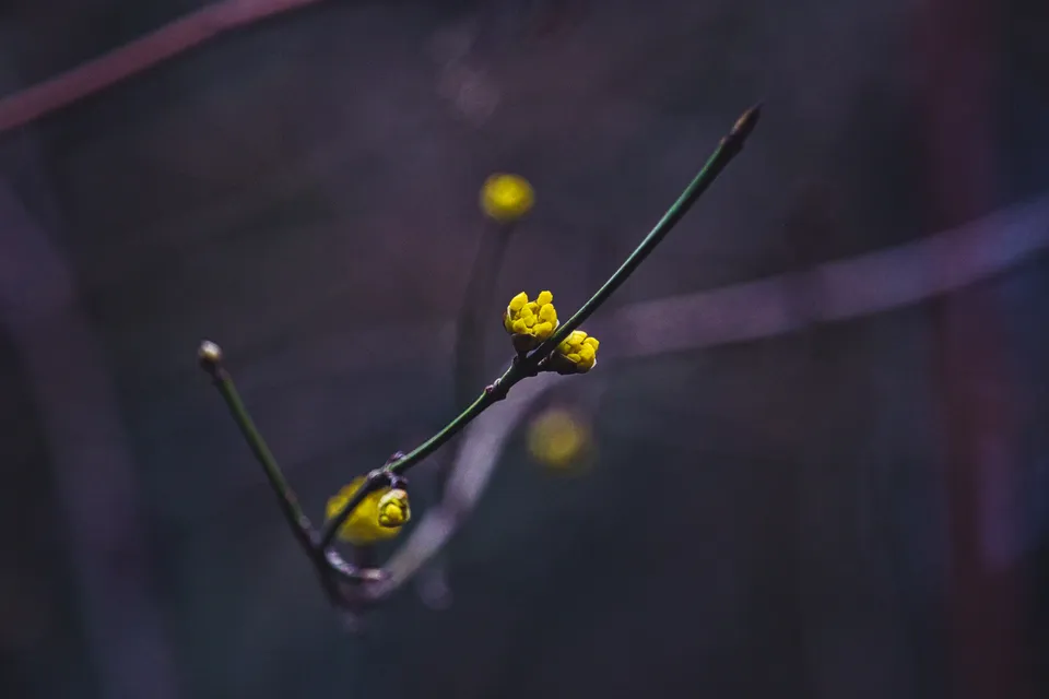 Kleine gelbe Blüten an einem dünnen Zweig vor einem unscharfen, dunklen Hintergrund.