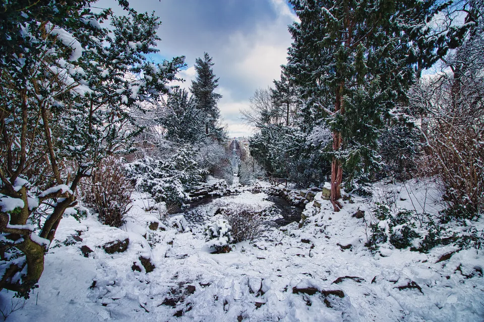 Ein schneebedeckter Pfad führt durch einen winterlichen Wald mit hohen Nadelbäumen.