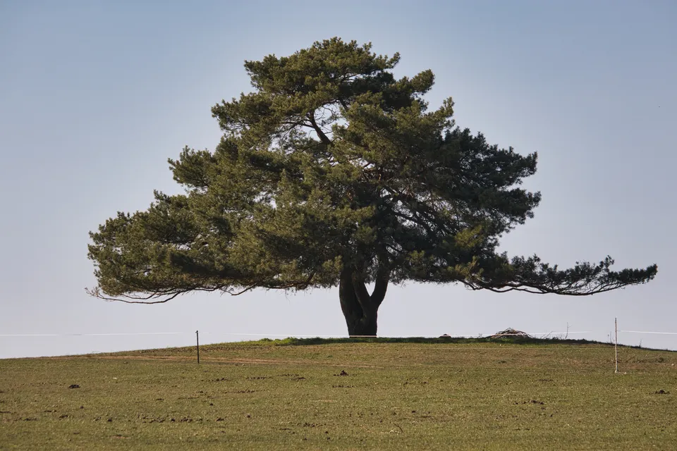 Ein großer, ausladender Nadelbaum steht allein auf einer grasbewachsenen Anhöhe vor einem blassen Hintergrund.