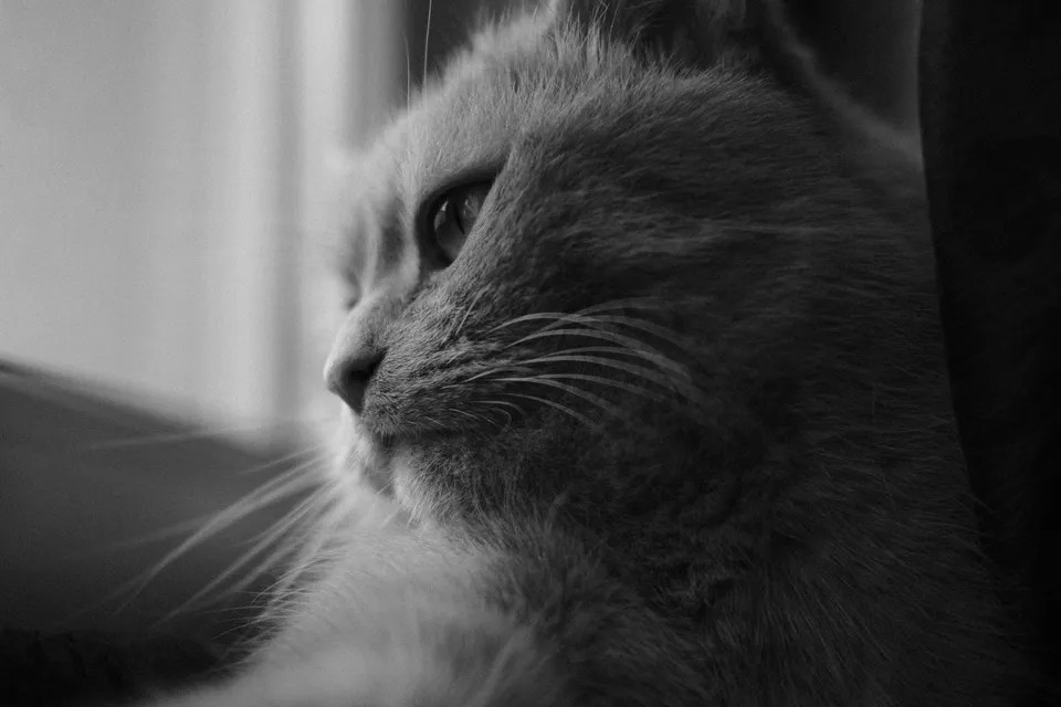 Eine Schwarz-Weiß-Nahaufnahme des Gesichts einer Katze im Profil.