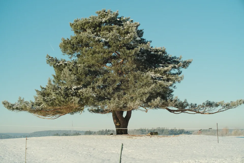 Ein einzelner, schneebedeckter Nadelbaum steht auf einem verschneiten Hügel unter blauem Himmel.