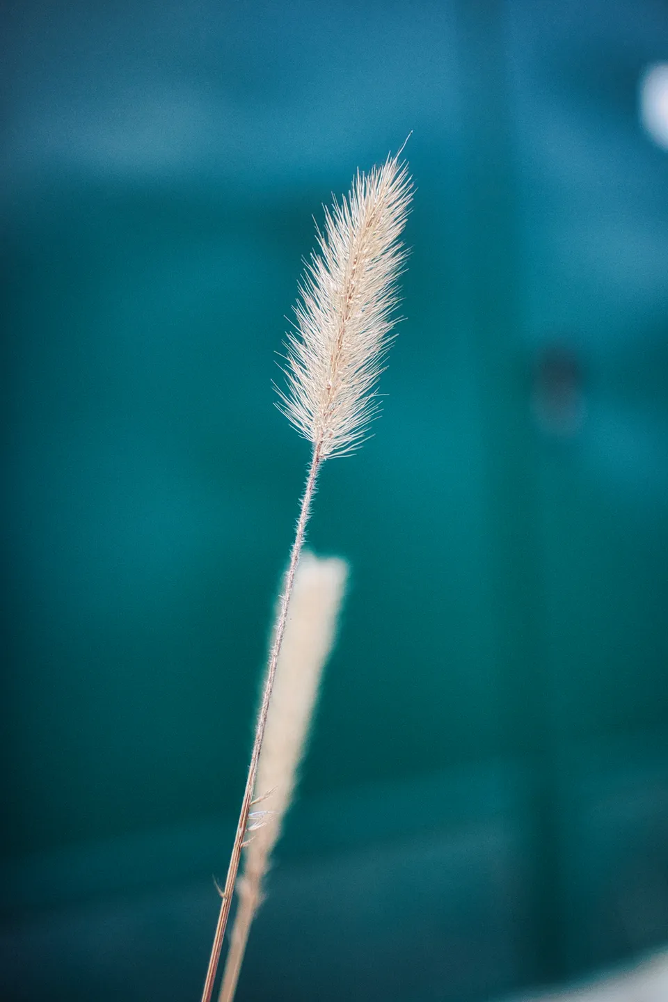 Ein helles, flauschiges Grashalm steht vor einem unscharfen blauen Hintergrund.