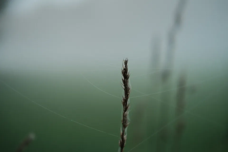 Ein einzelnes, mit Spinnweben besetztes Grashalm steht vor einem nebligen, grünen Hintergrund.