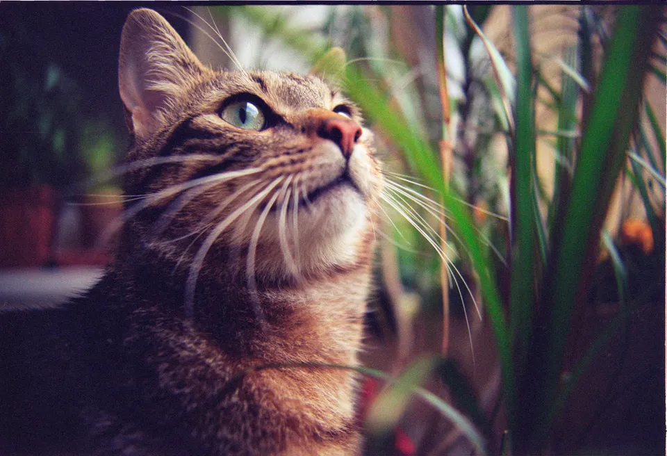 Eine getigerte Katze blickt mit weiten Augen nach oben in Richtung grüner Pflanzen.
