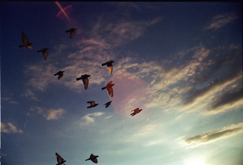 Eine Gruppe von Vögeln fliegt vor einem dramatischen Abendhimmel mit Wolken und Lichtreflexen.