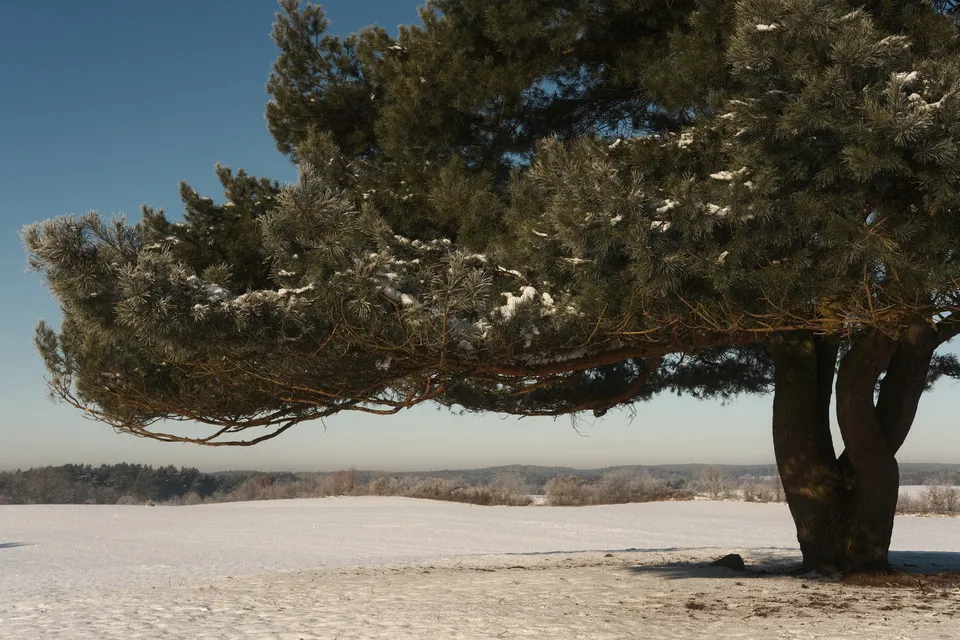 Eine große Tanne mit schneebehangenen Zweigen vor einer verschneiten Landschaft.