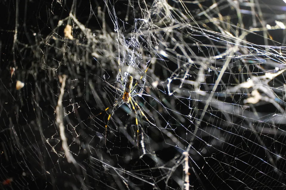 Eine gelb gestreifte Spinne sitzt in der Mitte eines komplexen, glänzenden Spinnennetzes.
