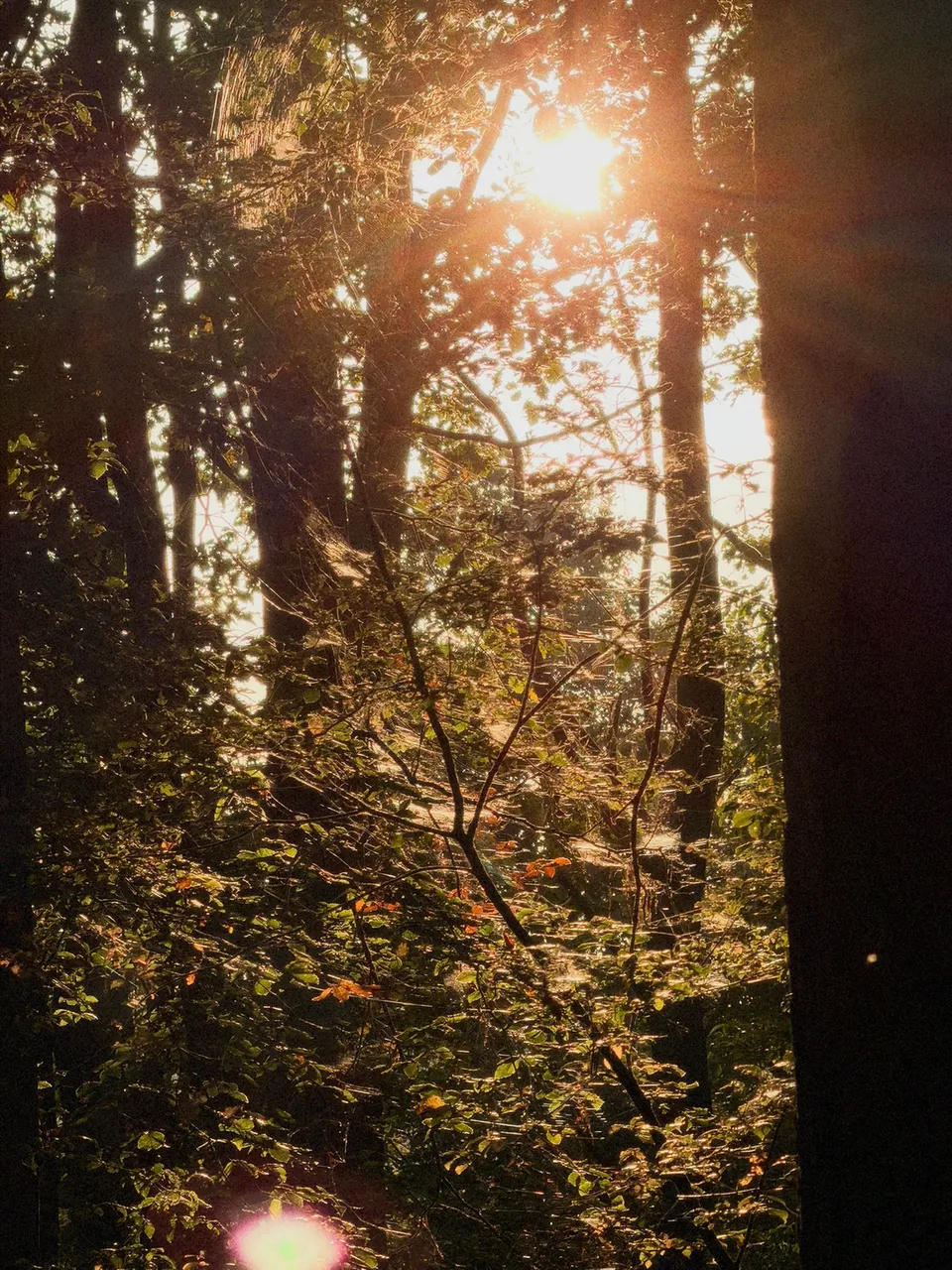 Sonnenstrahlen dringen durch das dichte Blätterdach und die Stämme eines Waldes.