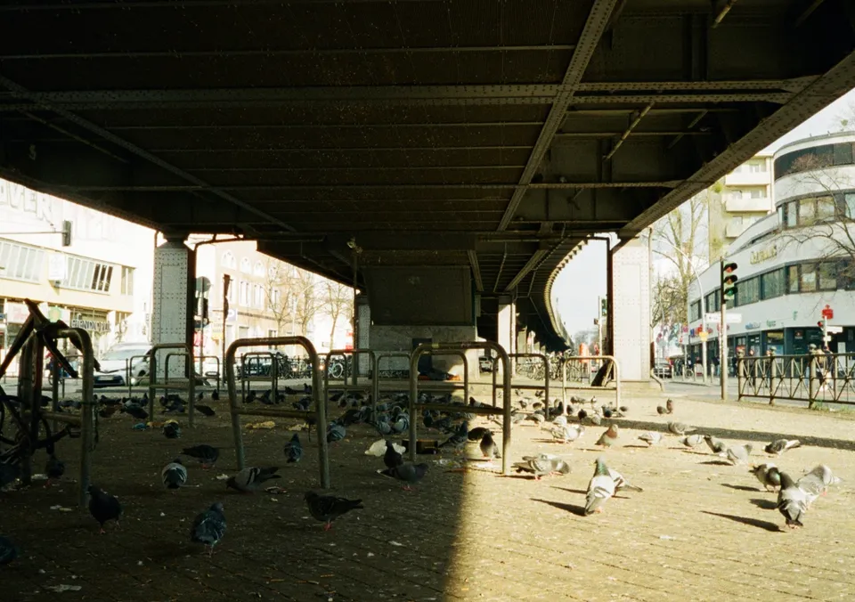 Zahlreiche Tauben picken auf einem gepflasterten Platz unter einer großen Eisenbahnbrücke.
