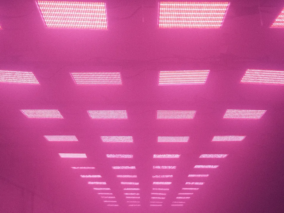 Eine Reihe von rechteckigen Deckenleuchten strahlt ein intensives pinkfarbenes Licht aus.