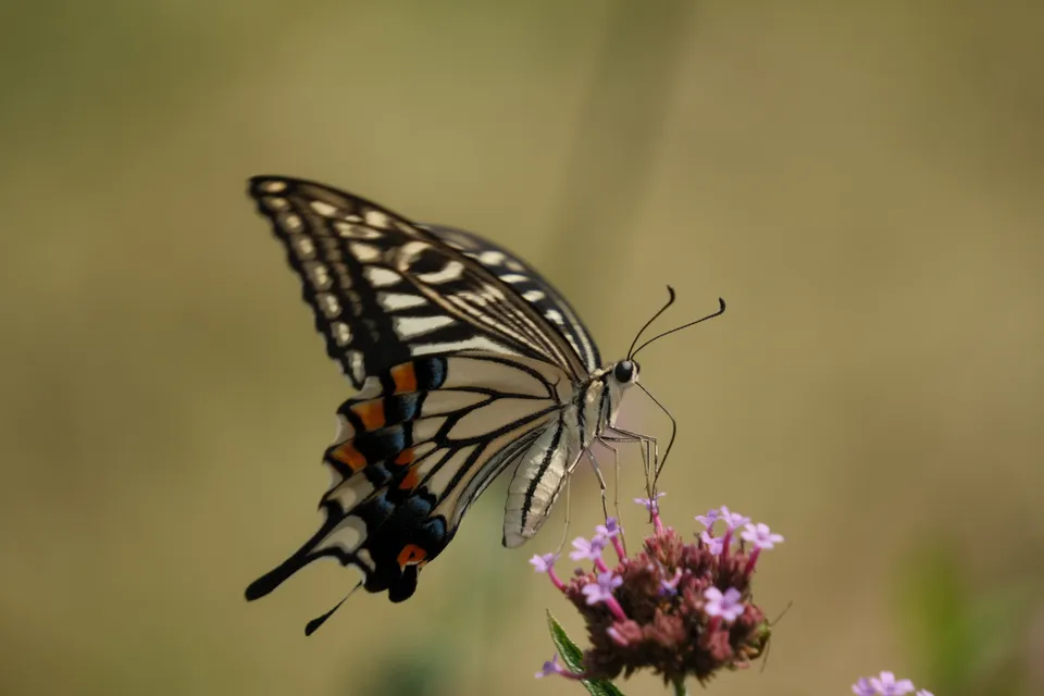 Ein weißer Schmetterling mit schwarzen Streifen und orangefarbenen Akzenten sitzt auf einer kleinen rosa Blüte.