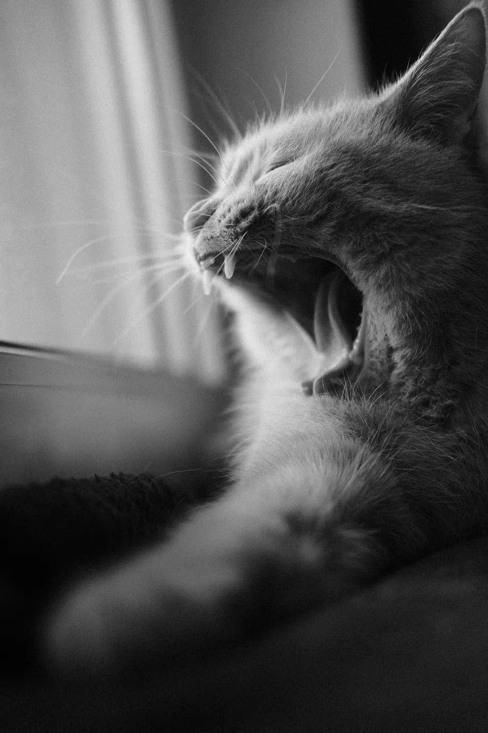 Eine Nahaufnahme einer Katze, die mit weit geöffnetem Maul gähnt.