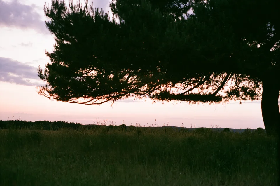 Die Silhouette eines großen Baumes über einer weiten Graslandschaft während der Abenddämmerung.