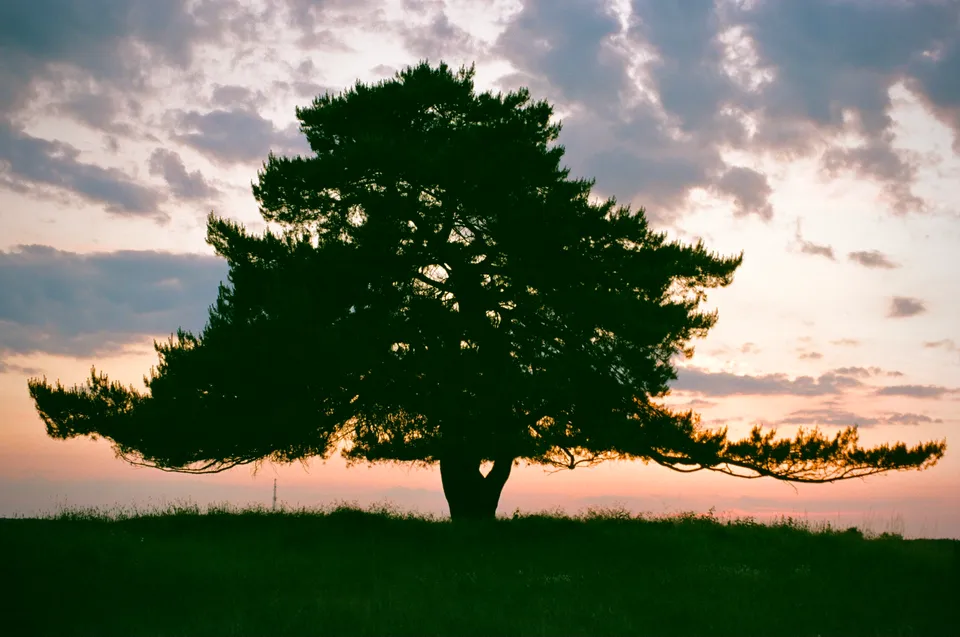 Die dunkle Silhouette eines weit ausladenden Baumes vor einem farbenfrohen Abendhimmel.