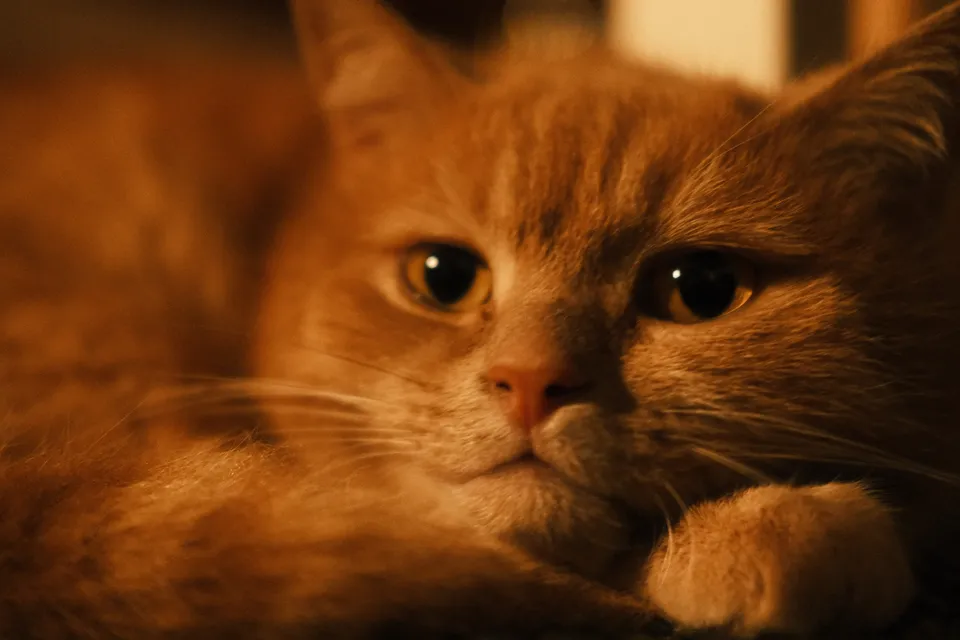 Nahaufnahme des Gesichts einer orangefarbenen Katze mit großen dunklen Augen.