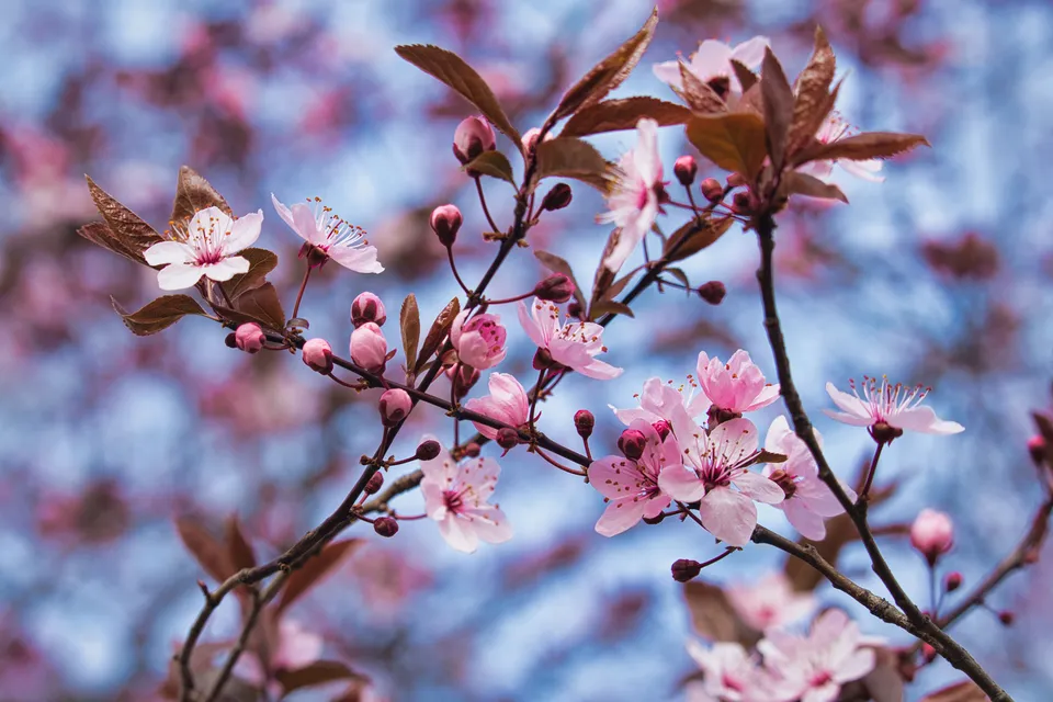 Nahaufnahme von rosa Kirschblüten an einem Zweig vor einem unscharfen blauen Hintergrund.